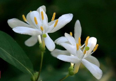 金杉牌BJ7502树脂在绿原酸方面的应用